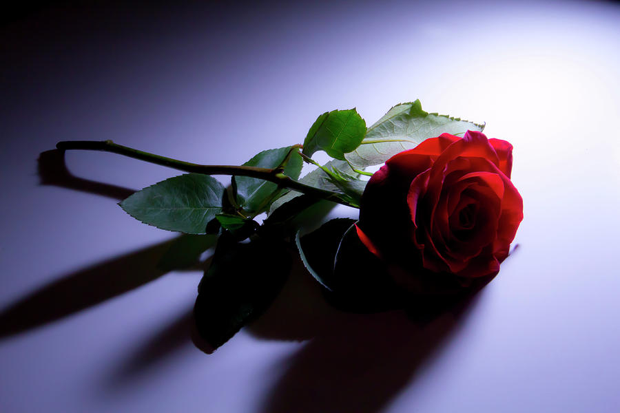 Dark Rose Photograph