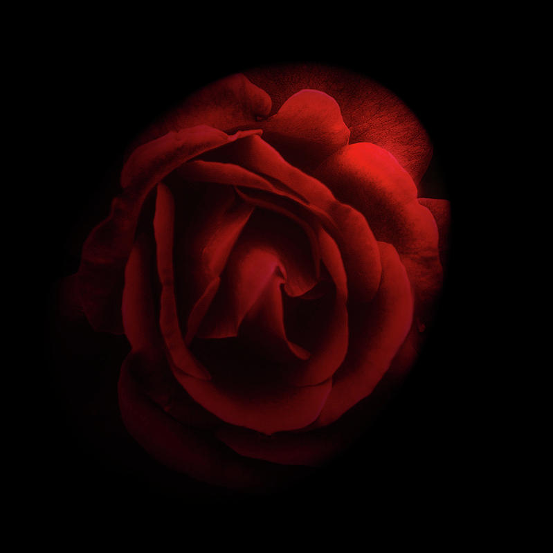 Dark Rose rev Photograph by Joseph Hollingsworth