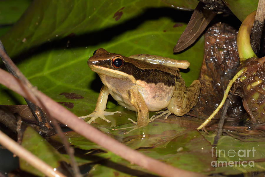 Dark-sided Frog Photograph by Fletcher & Baylis