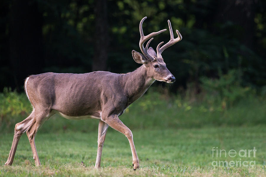 Dark Skinned Buck Photograph by Andrea Silies