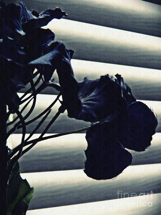 Flower Photograph - Dark Still Life With Blinds    by Sarah Loft