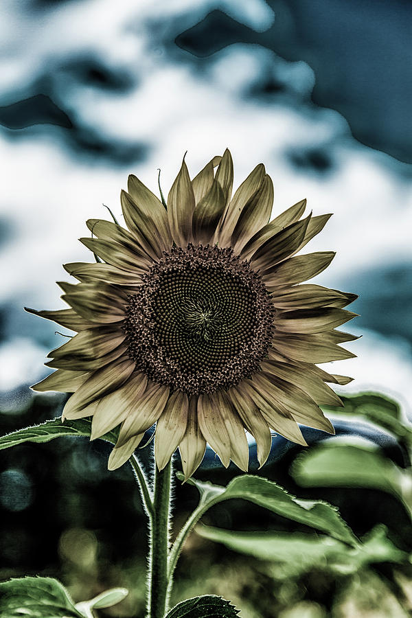 Dark Sunflower Photograph by Darryl Brooks