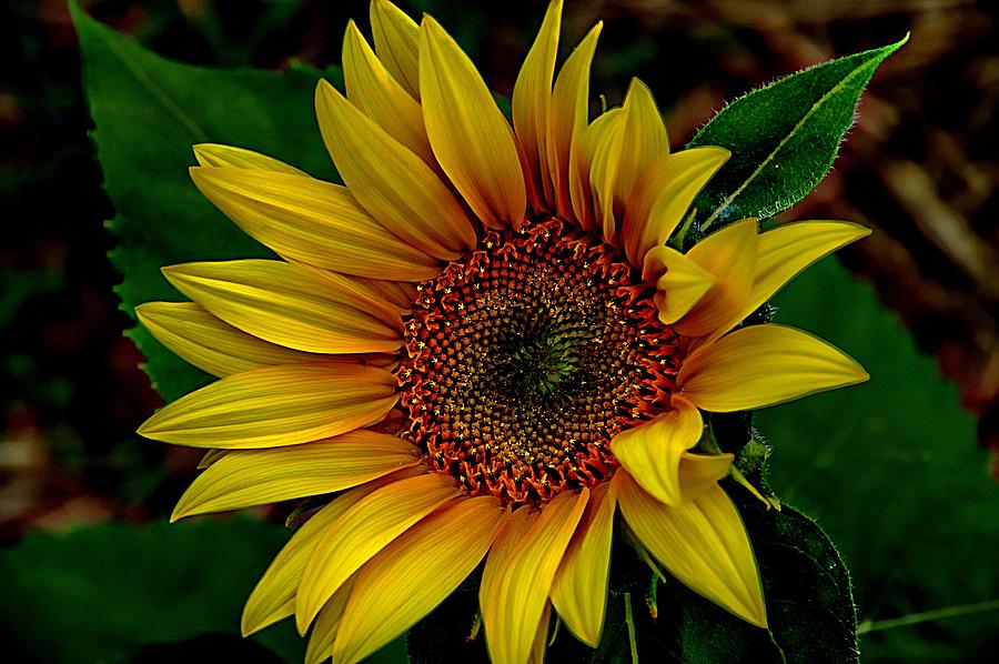 Dark Sunflower Photograph by Karen McKenzie McAdoo
