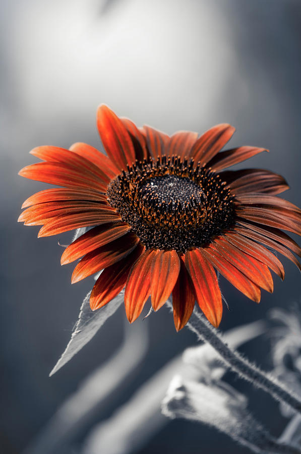 Sunflower Photograph - Dark Sunflower by Konstantin Sevostyanov