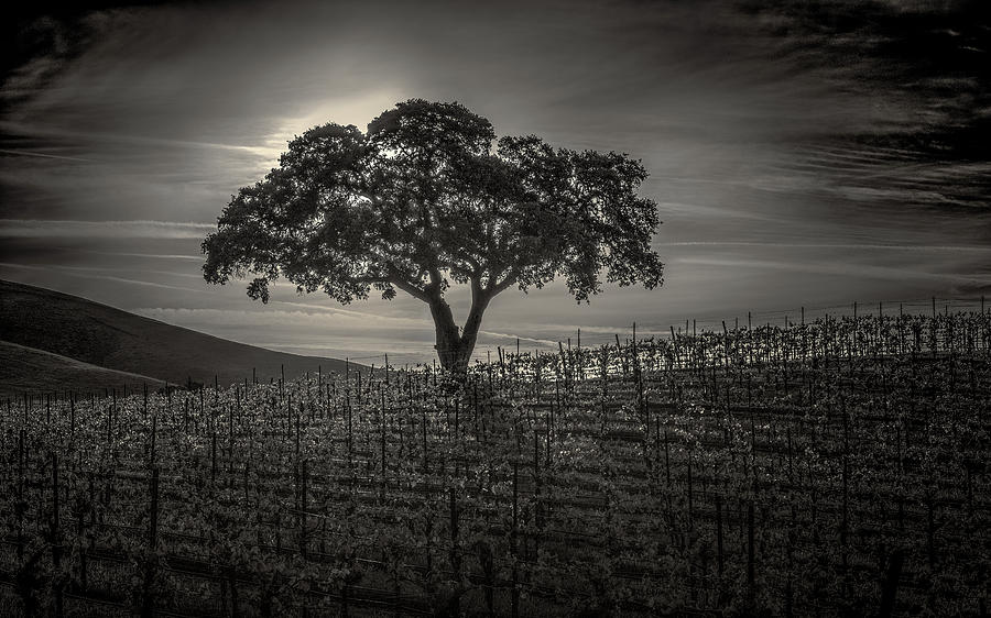 Tree Photograph - Dark Sunrise by Joseph Smith