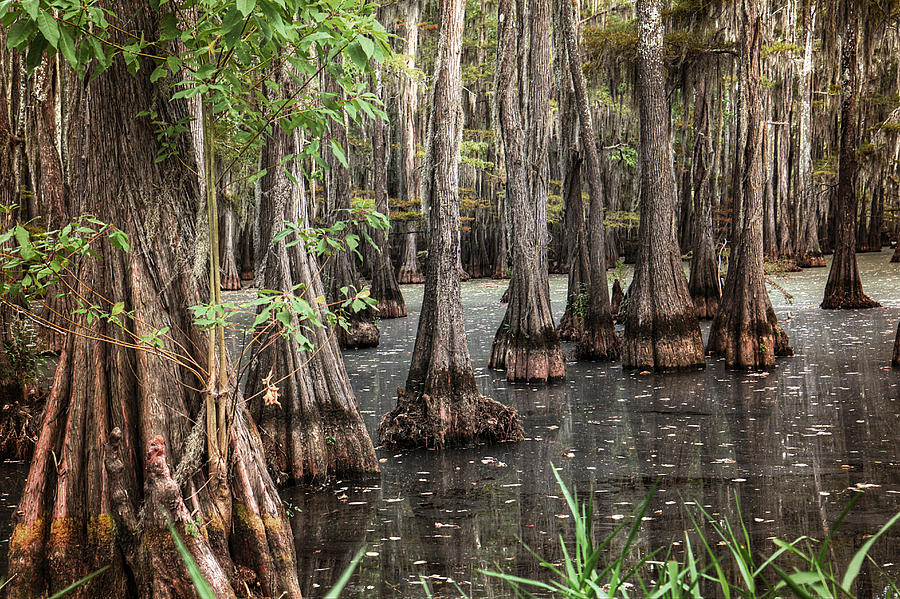 Dark Swamp Photograph by Ester McGuire