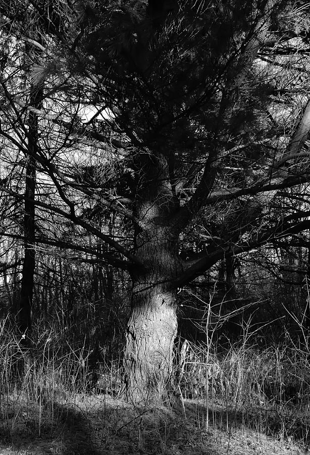 Dark Tree Photograph By Hans Kaiser