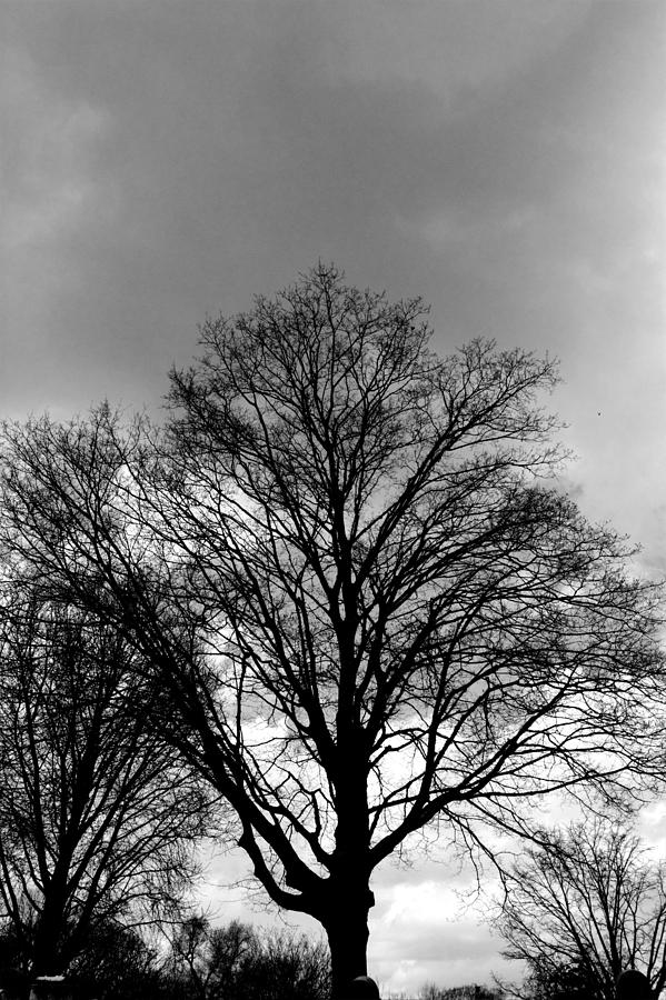 Dark Tree Photograph by FineArtRoyal Joshua Mimbs