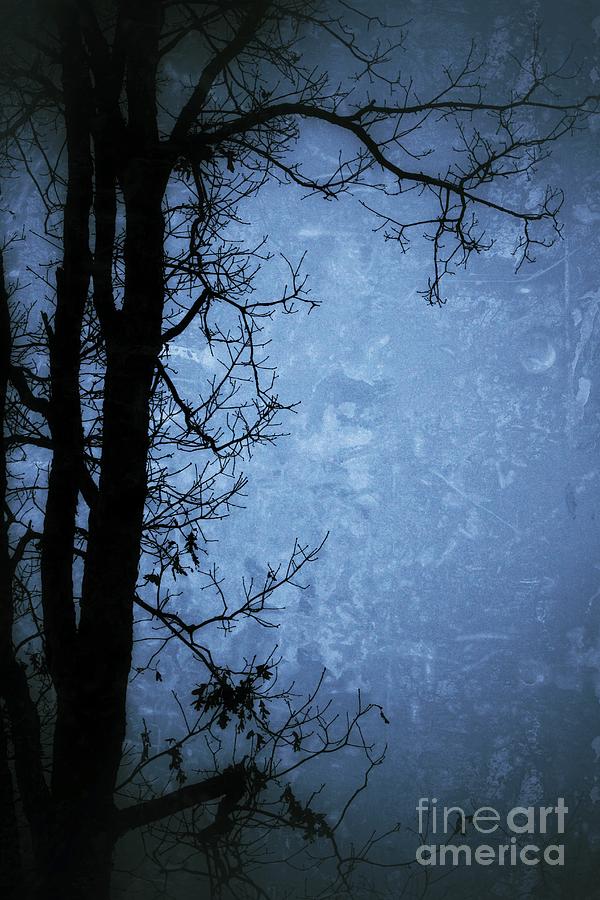 Dark Tree Silhouette  Photograph by Jason Nicholas