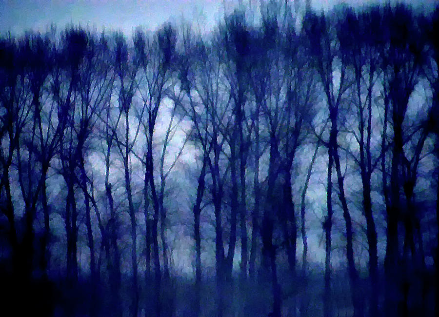 Dark Trees Photograph by Bill Cain