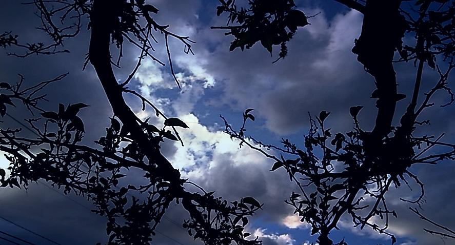 Dark Trees Photograph by TaNia Thomas