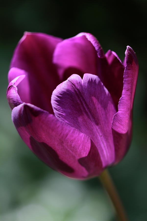 Dark Tulip Photograph by Ian Sanders