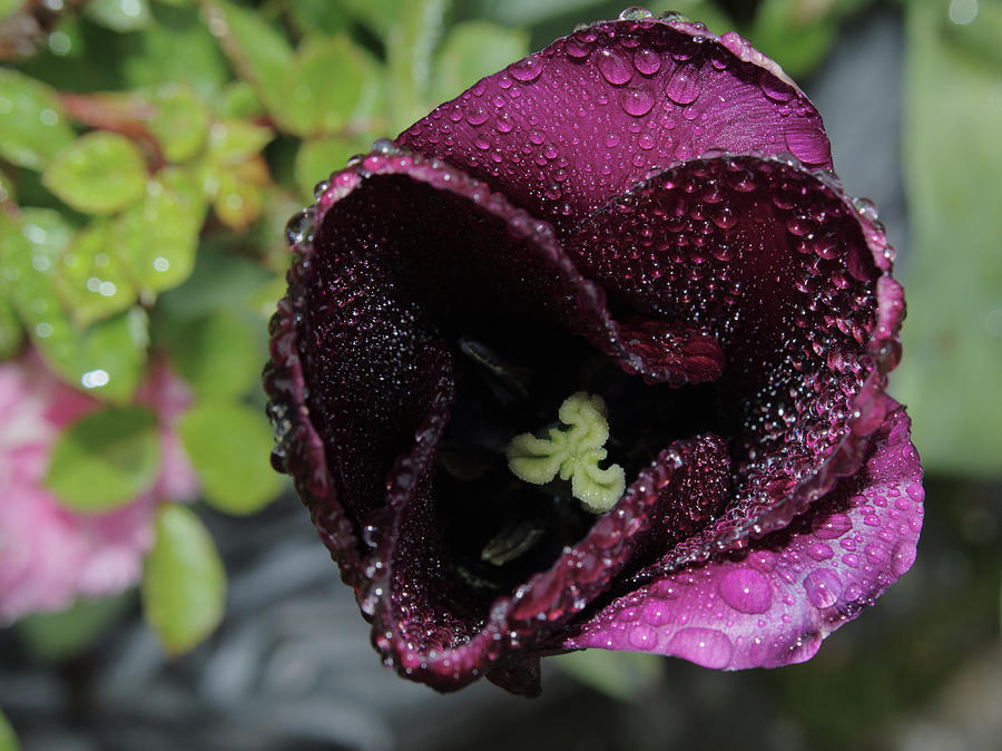 Dark Tulip In Rain Photograph by Adrian Wale