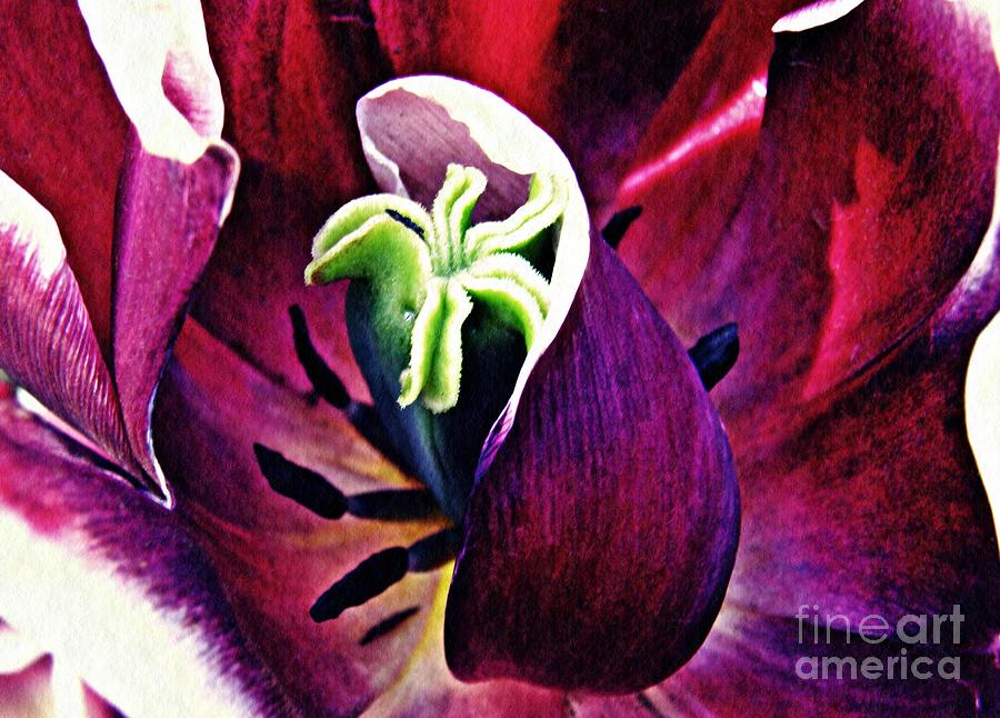 Tulip Photograph - Dark Tulip Macro by Sarah Loft