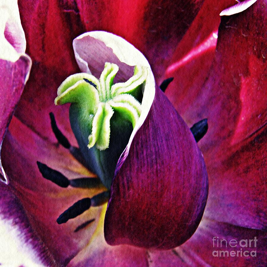 Tulip Photograph - Dark Tulip Macro Square Format by Sarah Loft