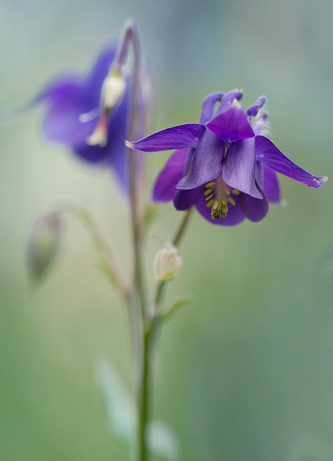 Dark violet columbine flowers Photograph by Jaroslaw Blaminsky
