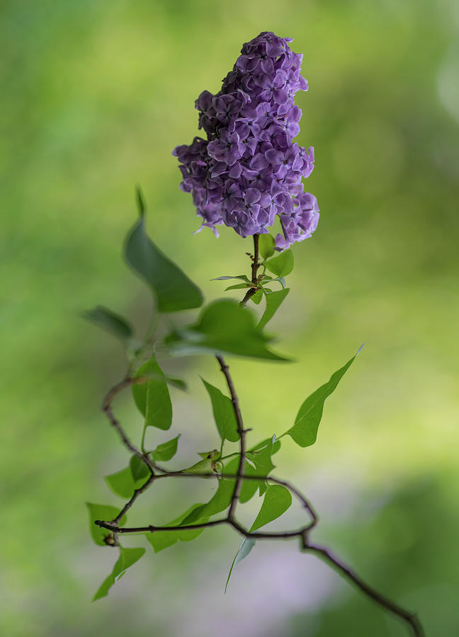 Dark violet lilac Photograph by Jaroslaw Blaminsky