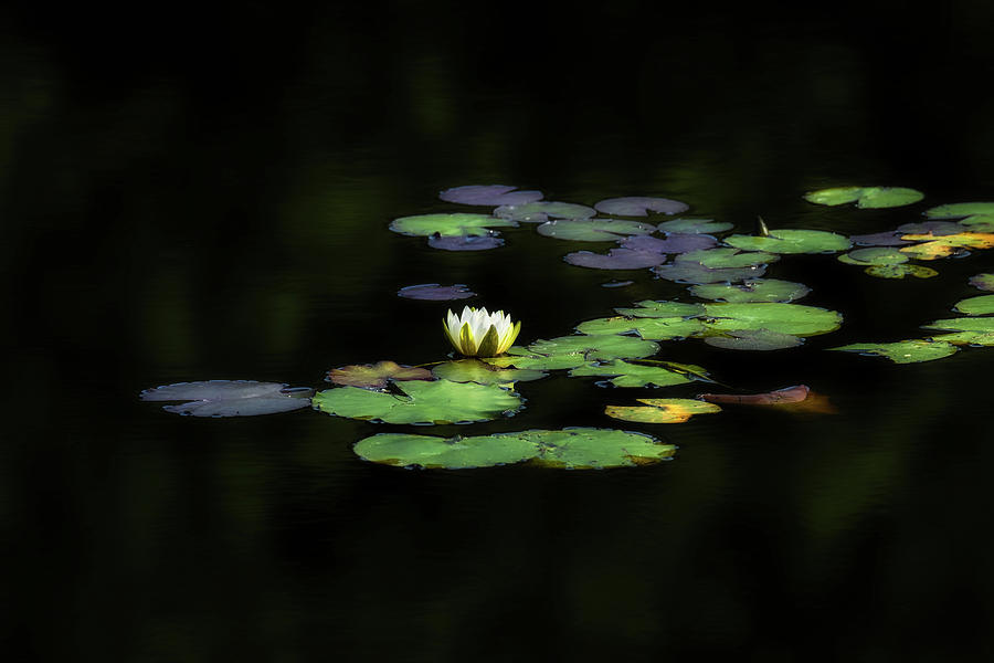 Dark Water Lily Photograph by Bill Wakeley