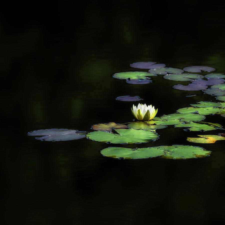 Dark Water Lily Square Photograph by Bill Wakeley