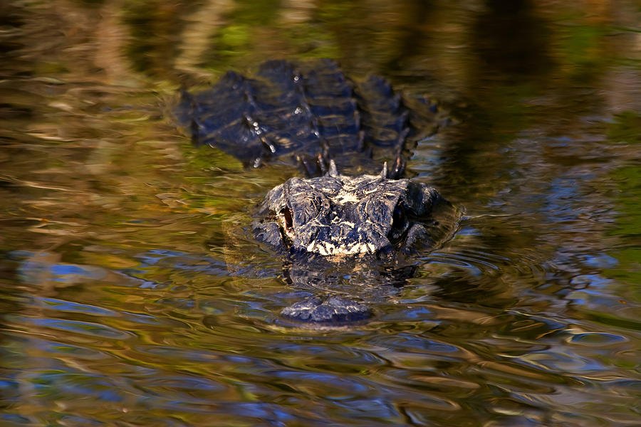 Dark Water Predator Photograph