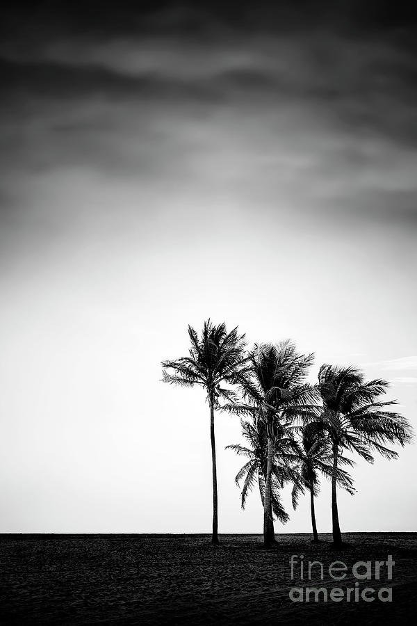 Tree Photograph - Dark Winds Rising by Evelina Kremsdorf
