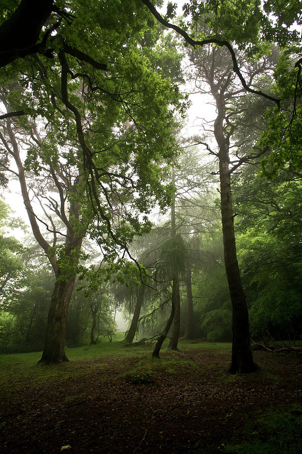 Dark Woods And Mist. Photograph