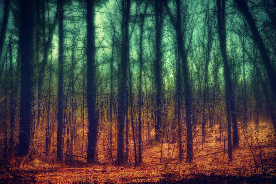 Dark woods Photograph by Lilia S