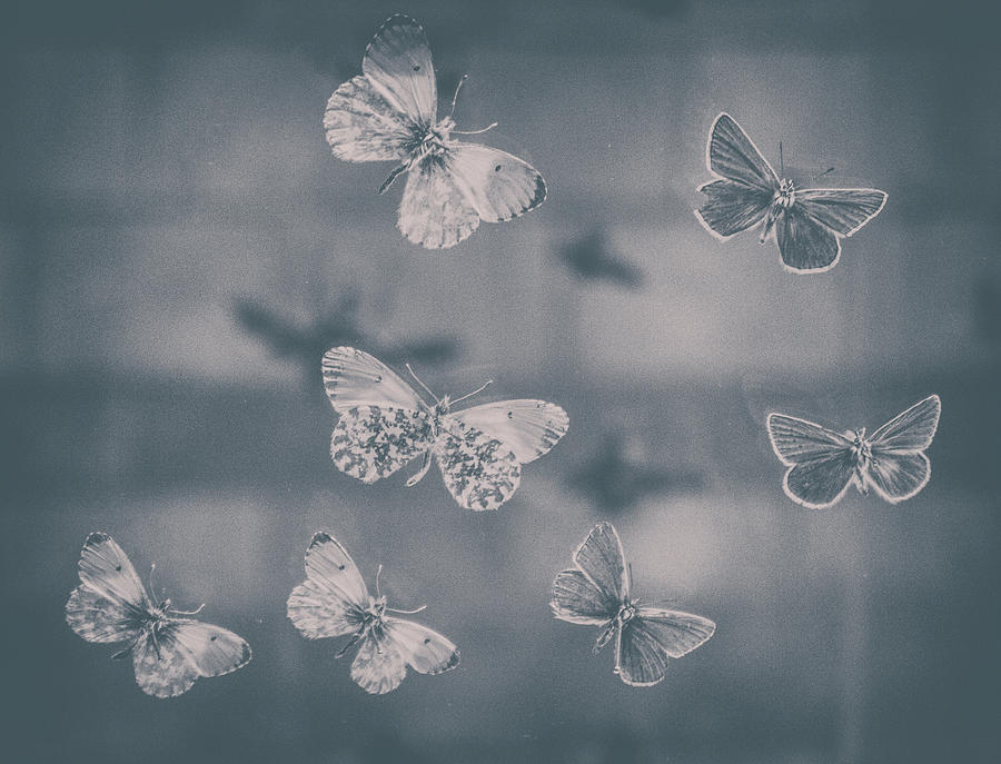 Butterfly Photograph - Darkened Butterflies by Martin Newman