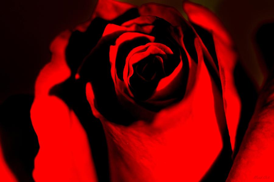 Rose Photograph - Darkened Rose by Noah Cole