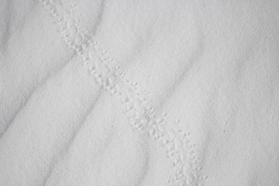Darkling Beetle Tracks in White Photograph by Colleen Cornelius