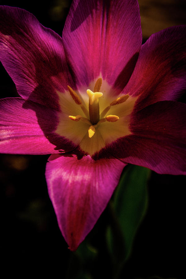 Spring Photograph - Darkly Lit Purple Tulip by Sarah M Taylor
