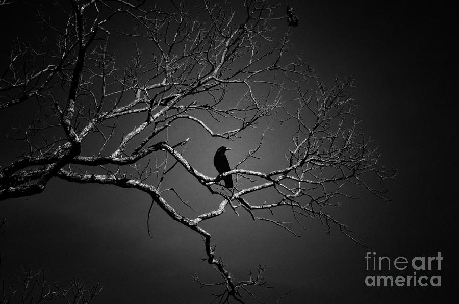 Crow Photograph - Darkness Comes by Maria Urso