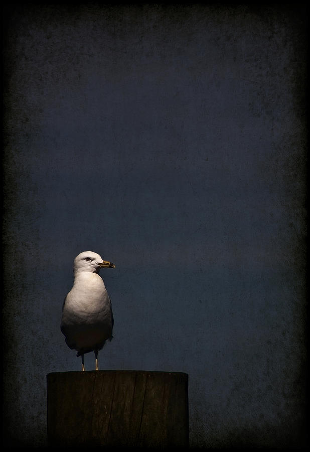 Seagull Photograph - Darkness Falls by Evelina Kremsdorf