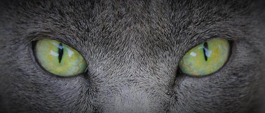 Darkness in a cat's eyes Photograph by Aaliyah Muhammad | Fine Art America