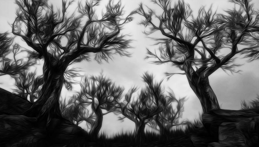 Darkwood Forest Digital Art by AM FineArtPrints