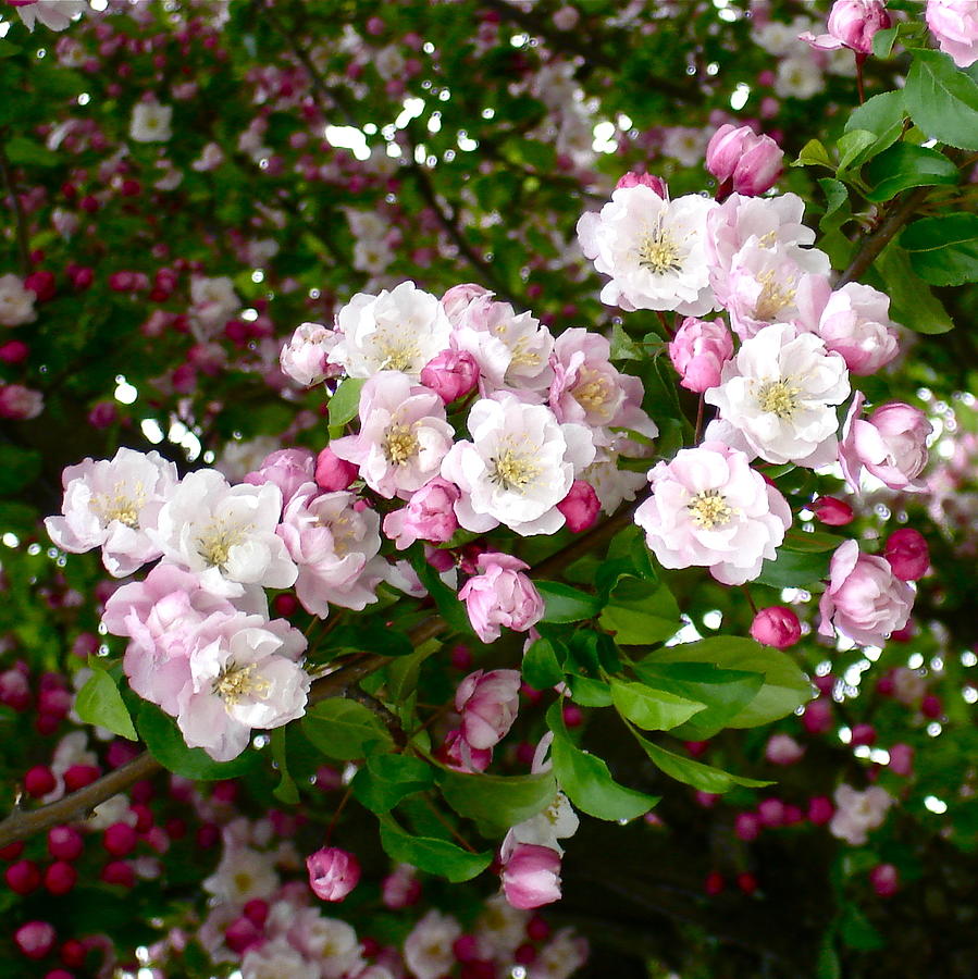 Darling Buds Photograph by Bonnie See - Pixels