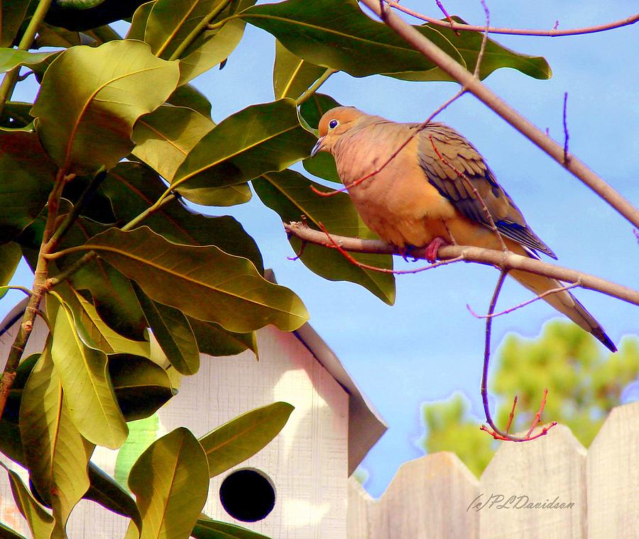 Darling Dove  Photograph by Pat Davidson