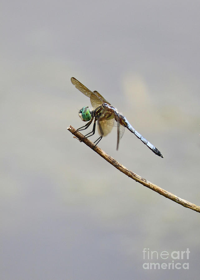Darling Dragonfly Photograph by Carol Groenen