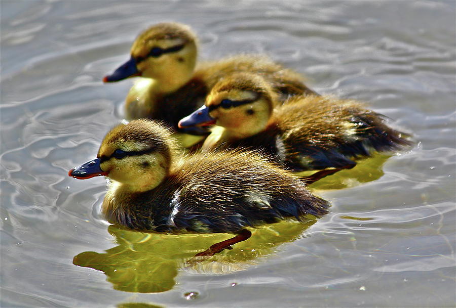 Darling Ducks Photograph by Diana Hatcher
