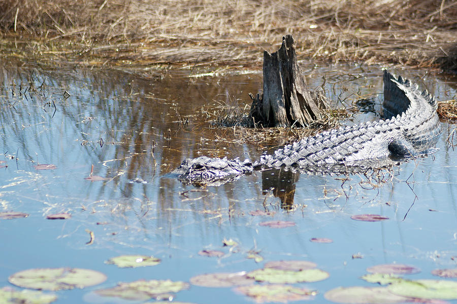 Alligator Photograph - Darn Photo Geeks Always Disturbing My Chi by Frank Feliciano