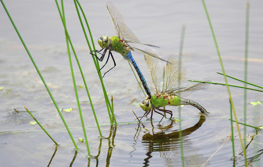 Darner Dragonflies Photograph by Brook Burling