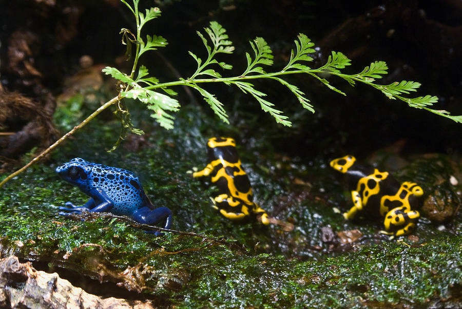 Dart Frogs on the Move Photograph by Douglas Barnett