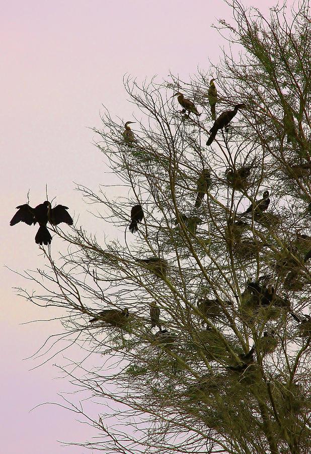Darter Roost Photograph