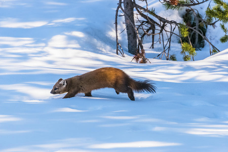 Darting Through Deep Snow Photograph by Yeates Photography