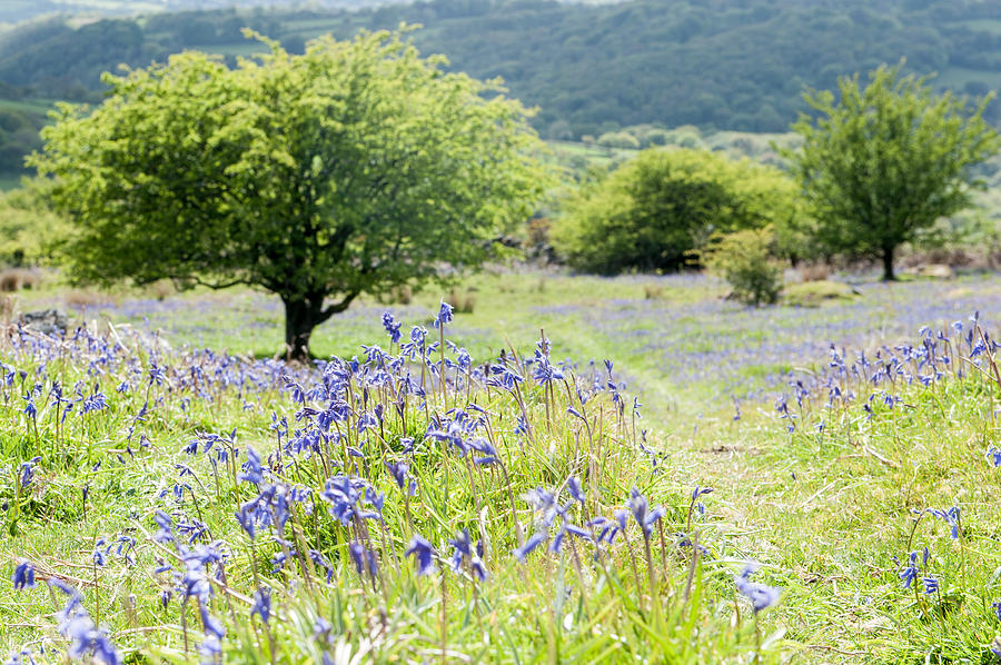 Dartmoor Bluebells i Photograph by Helen Jackson
