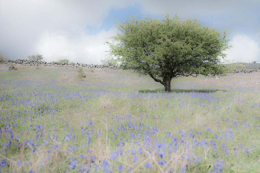 Dartmoor Bluebells ii Photograph by Helen Jackson