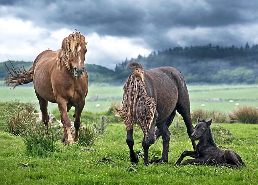 Horse Photograph - Dartmoor Ponies by Gill Billington