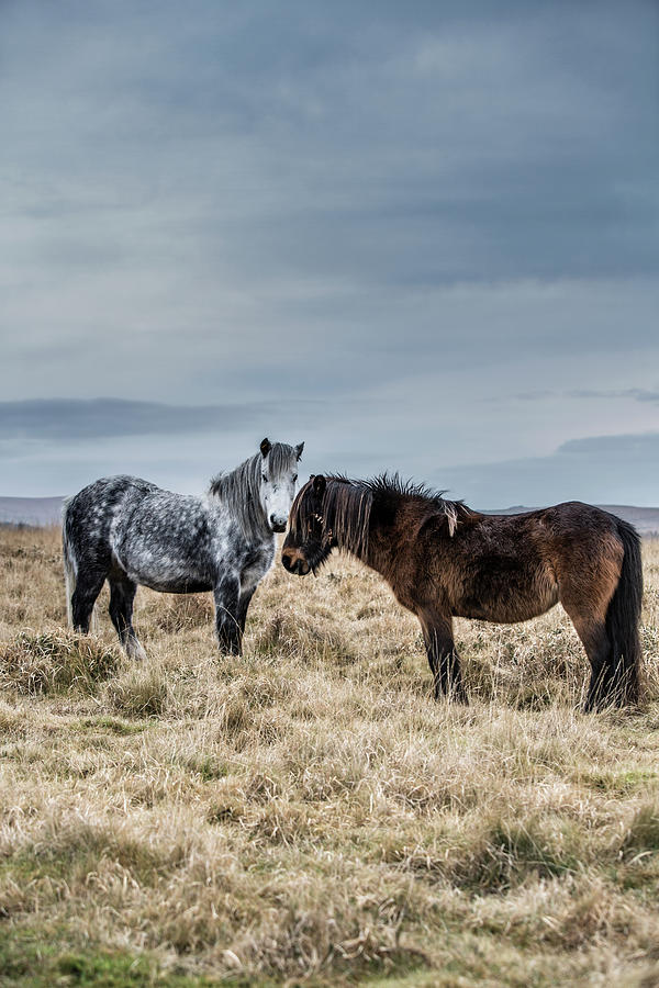 Dartmoor Ponies on Dartmoor Photograph by Maggie Mccall