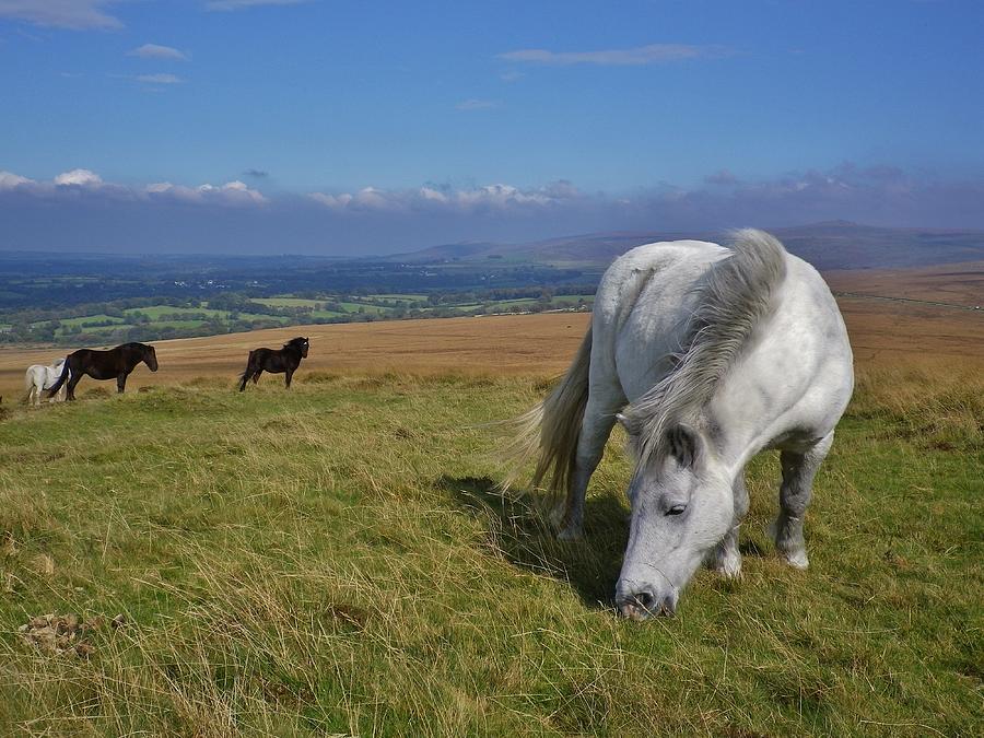 Dartmoor Ponies On Gibbet Hill Dartmoor Devon Photograph