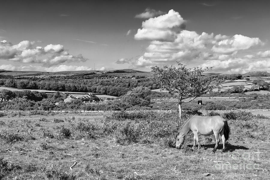 Dartmoor Pony 1 Photograph by Ian Dagnall